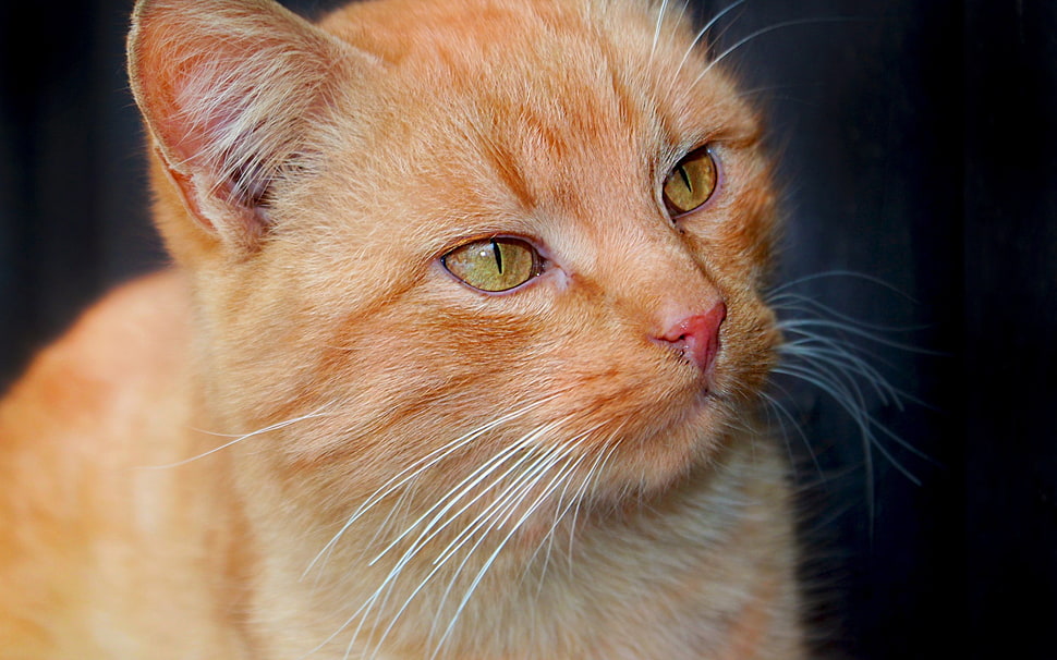 orange tabby cat HD wallpaper